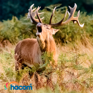 Začína sa jelenia ruja: Ako na dokonalé zábery s fotopascou Začína sa jelenia ruja: Ako na dokonalé zábery s fotopascou