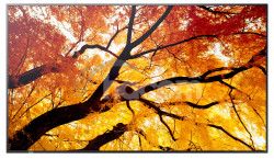 NEC Sharp MultiSync/M502/50"/VA/4K UHD/60Hz/8ms/�ierna/3R 60006054